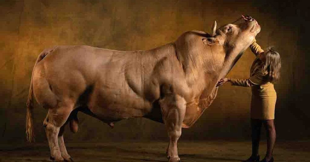 myostatin deficient cow